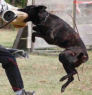 Chien éduqué au mordant