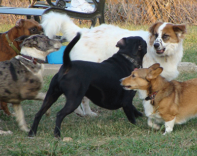 Début de combat entre chiens