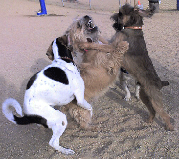Combats entre chiens