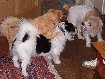 Menace chez le chien