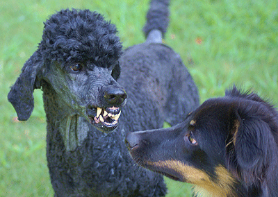 Recherche du regard et retroussement des babines chez le chien