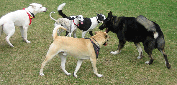 Trajectoires et postures variables chez le chien