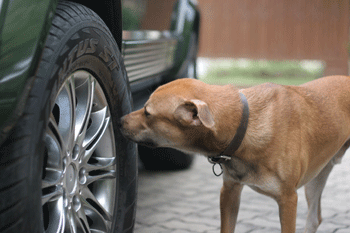 Chien flairant un pneu