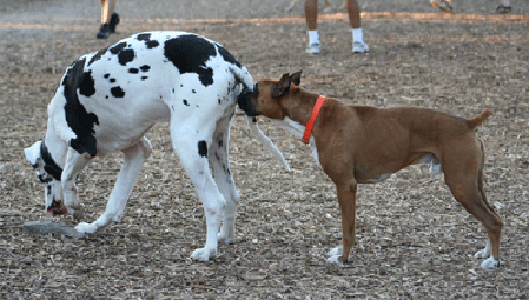 Chien inspectant chienne