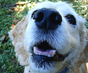 Organe olfactif du chien