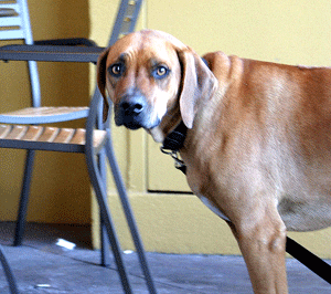 Communication chien/homme