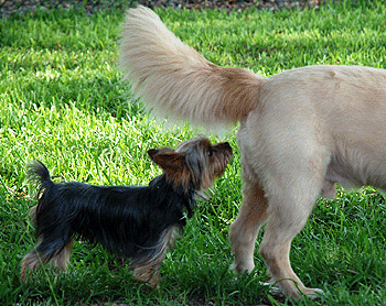 Flairage de la région ano-génitale