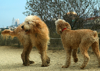 Détournement du " timide "