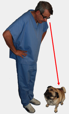 Position de dominant pour donner un ordre