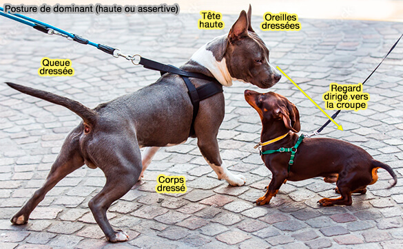 Posture de dominant (haute ou assertive)