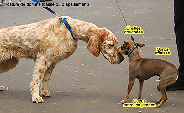 Posture de dominé (basse ou d'apaisement)