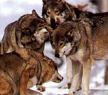 Postures de soumission chez le loup