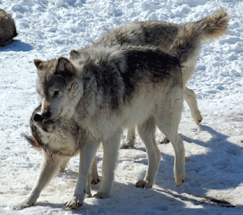 Posture de soumission active chez le loup