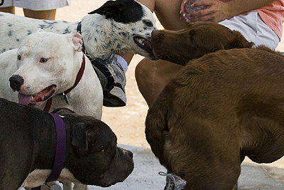 Postures variées lors de rencontres entre chiens