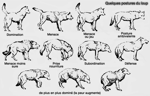 Quelques postures du loup