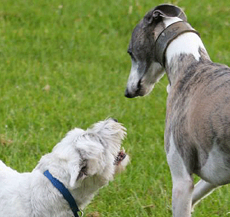Ambivalence des postures chez le chien