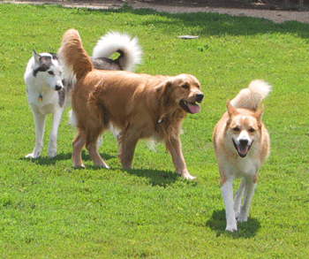 Eloignement chez le chien