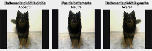 Asymétrie des battements de la queue