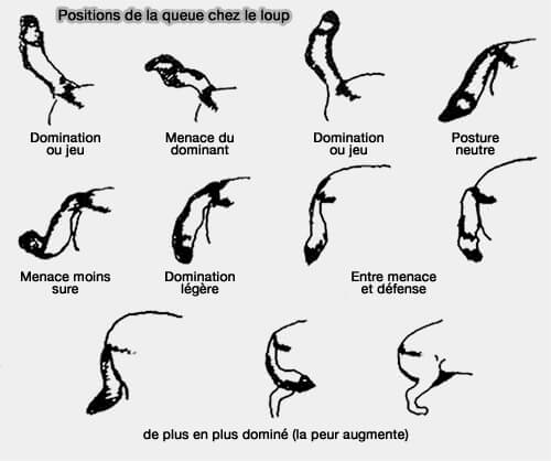 Positions de la queue chez le loup
