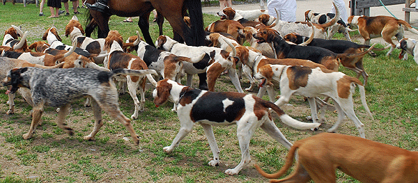 Différentes positions de la queue chez le chien