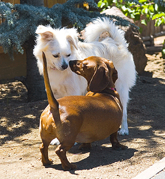 Rencontre entre deux chiens