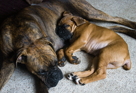 Attachement et apaisement