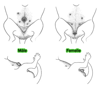 Système génital externe d'un foetus de chien de 40 jours