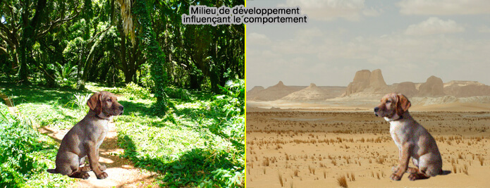 Milieux de développement influençant le comportement