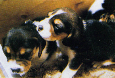 Début du comportemennt exploratoire