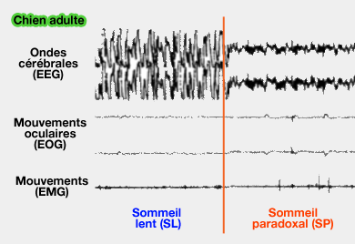 Électroencéphalogramme lors du sommeil lent et paradoxal chez le chien