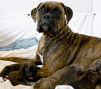 Chienne Boxer et ses nouveau-nés