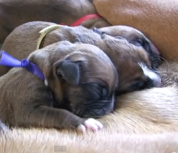 Phase 1 : phase préparatoire