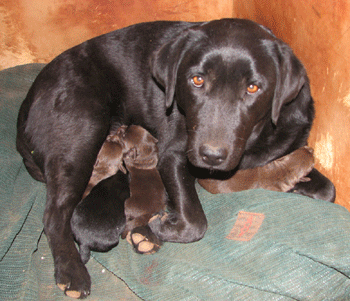 Chienne allaitant ses chiots