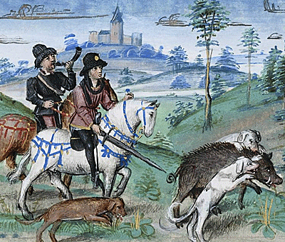 Chasse au sanglier