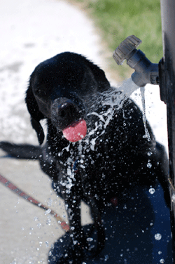 Chien buvant au robinet