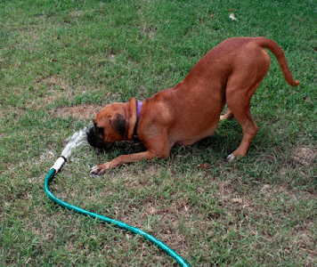 Chien jouant avec l'eau