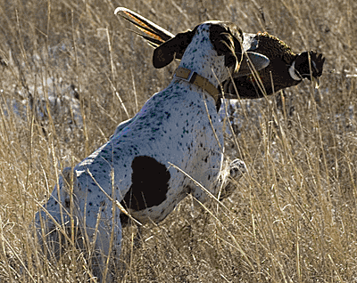 Chien attrapant un faisan