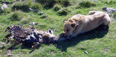 Chien mangeant une carcasse de mouton 
