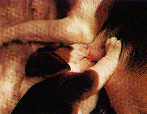 Pétrissage de la mamelle