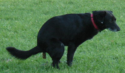 Défécation canine