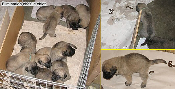 Élimination chez le chiot