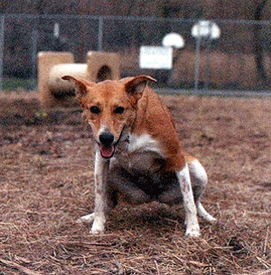 Elimination urinaire