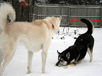 Posture de jeu chez le chien