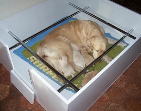 Cage de mise bas avec barres anti-écrasement