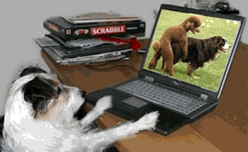 Chien en pleine action