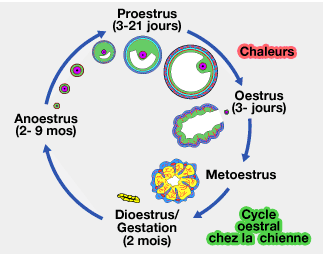 Cycle oestral de la chienne