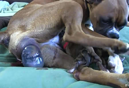 Chienne parturiente