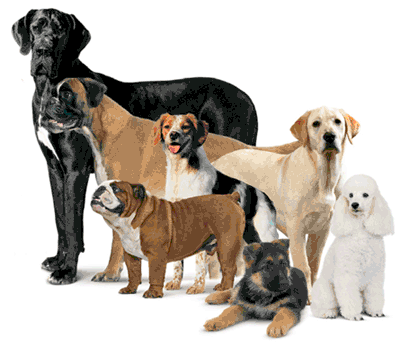 Différentes races de chiens