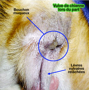 Vulve et bouchon muqueux lors de la parturition chez la chienne