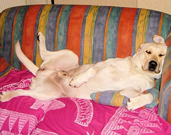 Fausse soumission passive